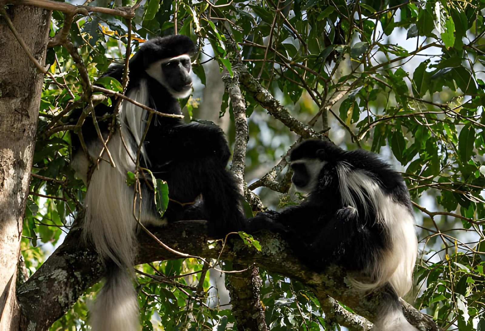 black and white coloubus