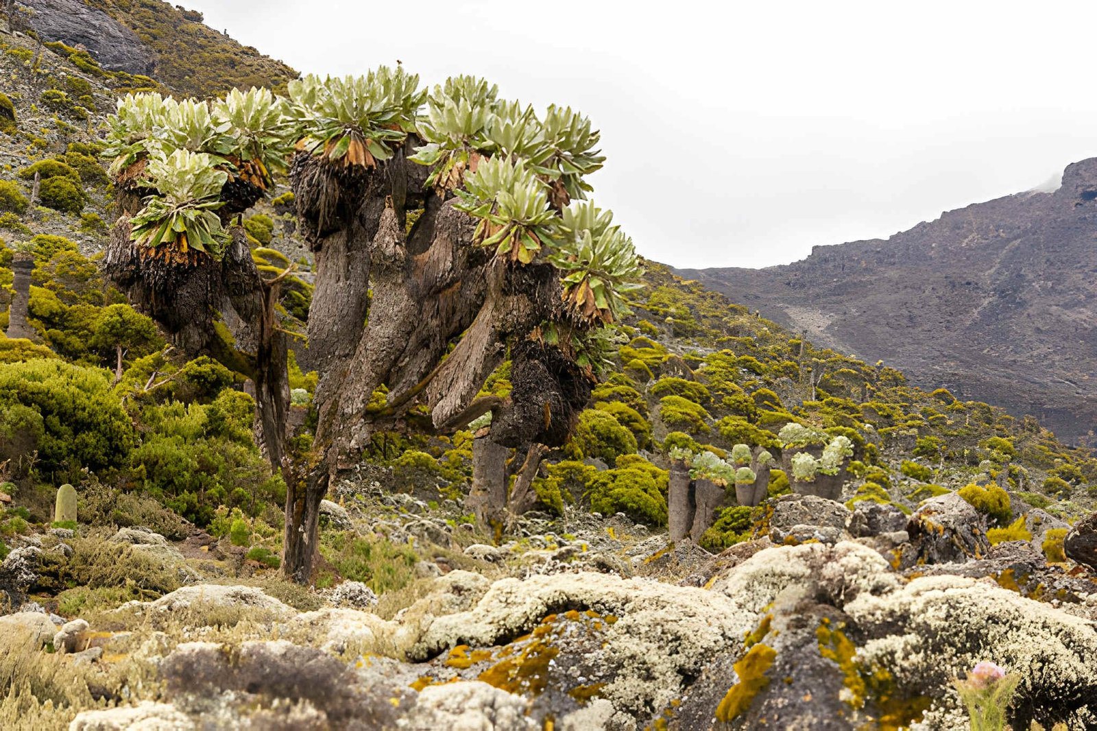 Kili machame