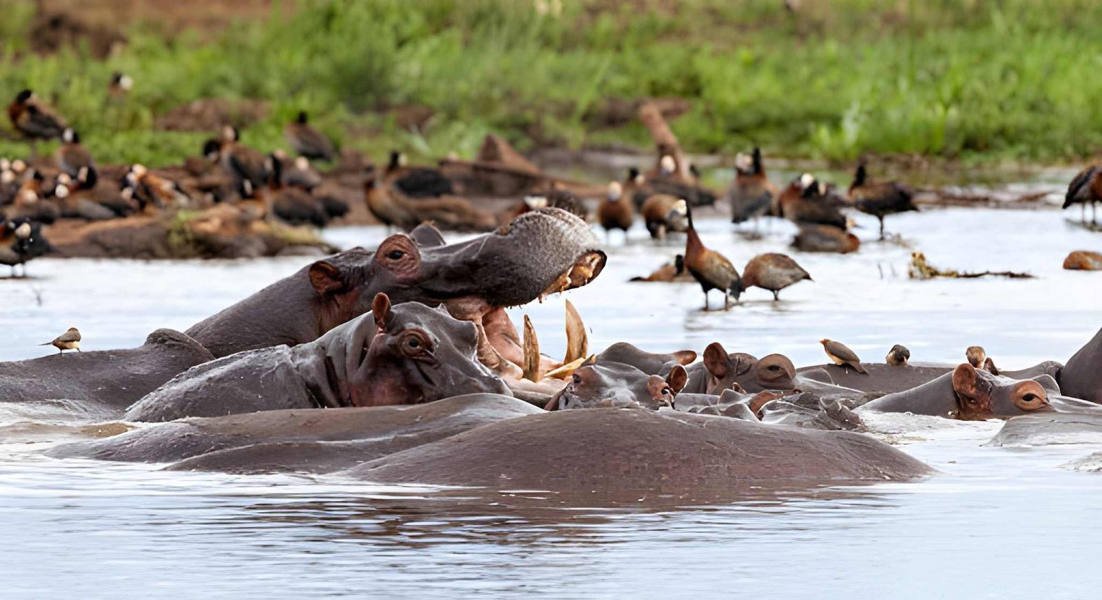 Lake Manyara National Park, Tanzania