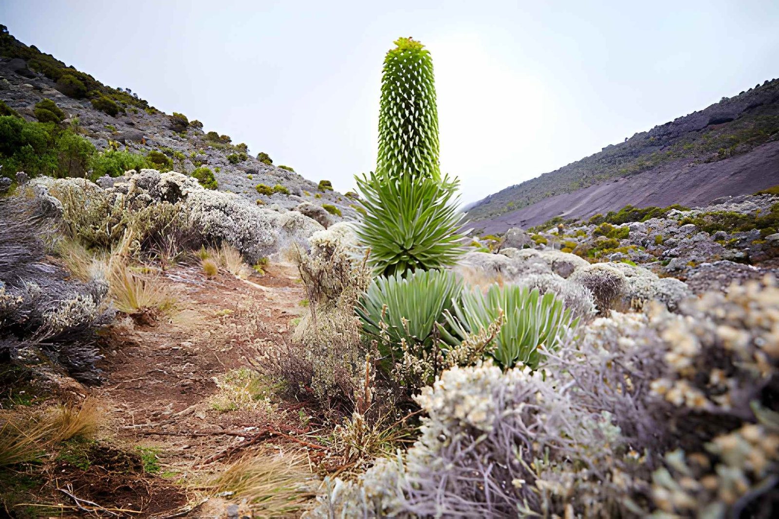 Machame route (1)