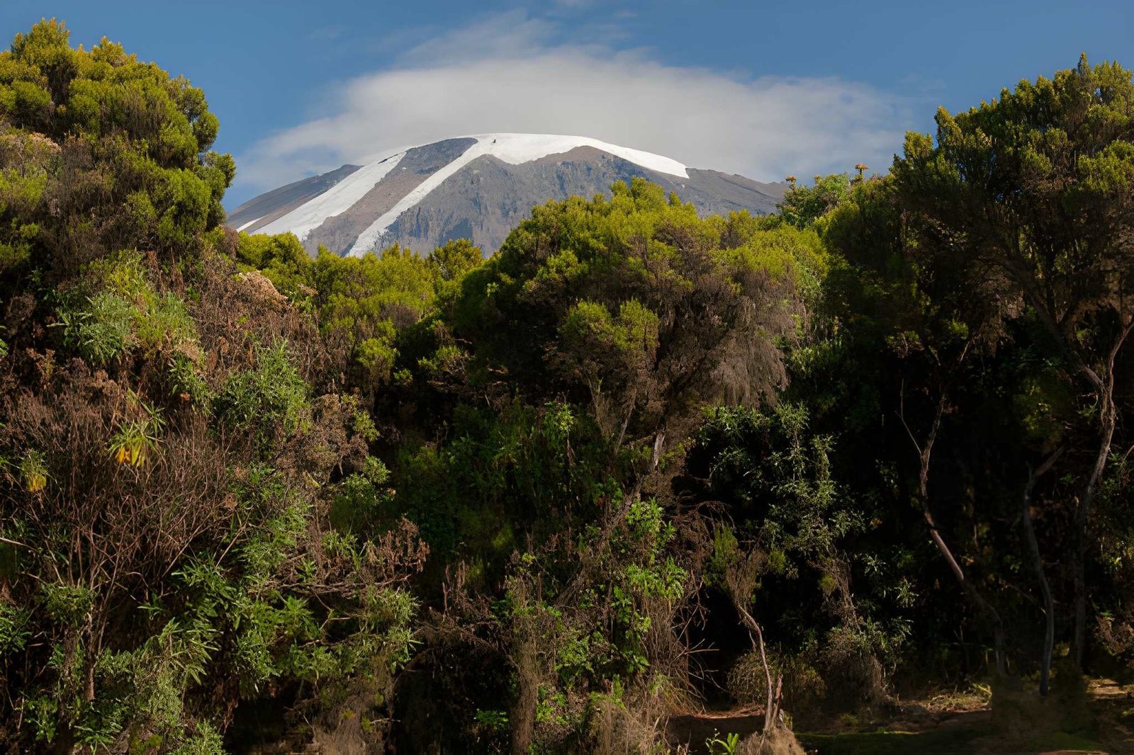 Landscape of Kilimanjaro National Park