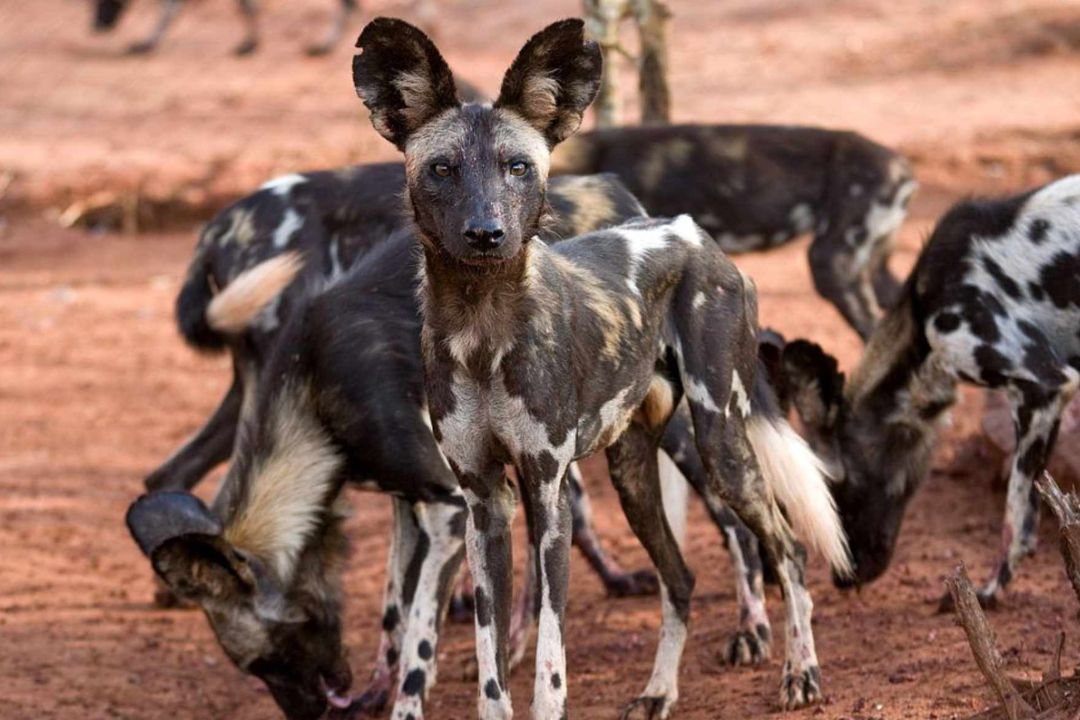 Mkomazi National Park, Tanzania