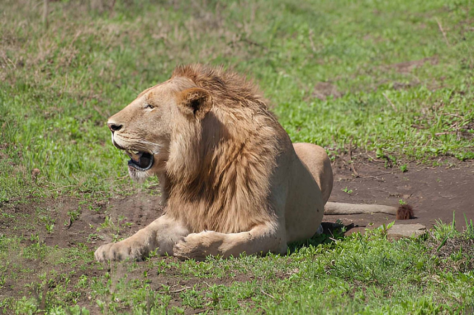 Ngorongoro cr (5)