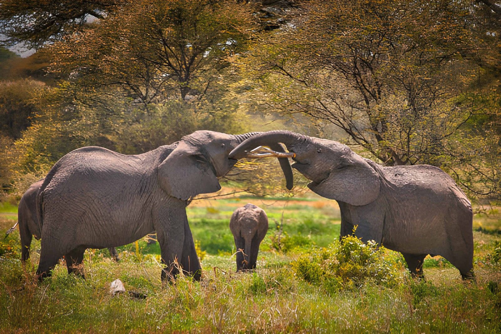 Tanzania wildanimal (2)