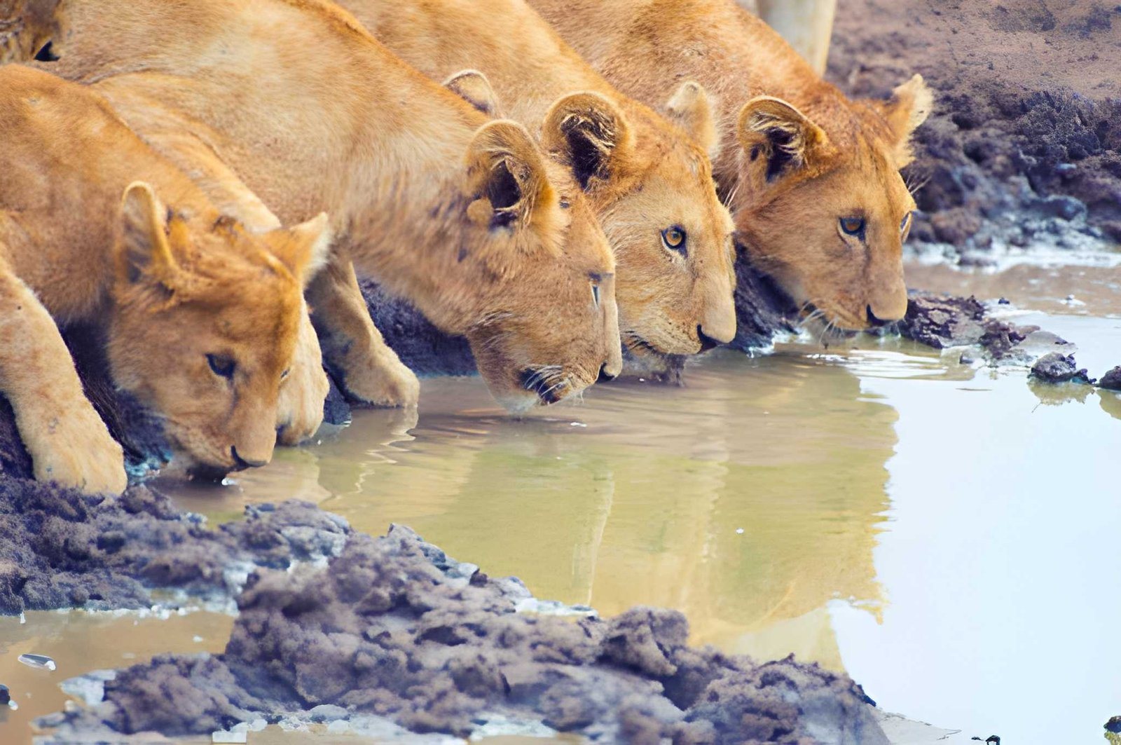 Tanzania wildanimal (7)