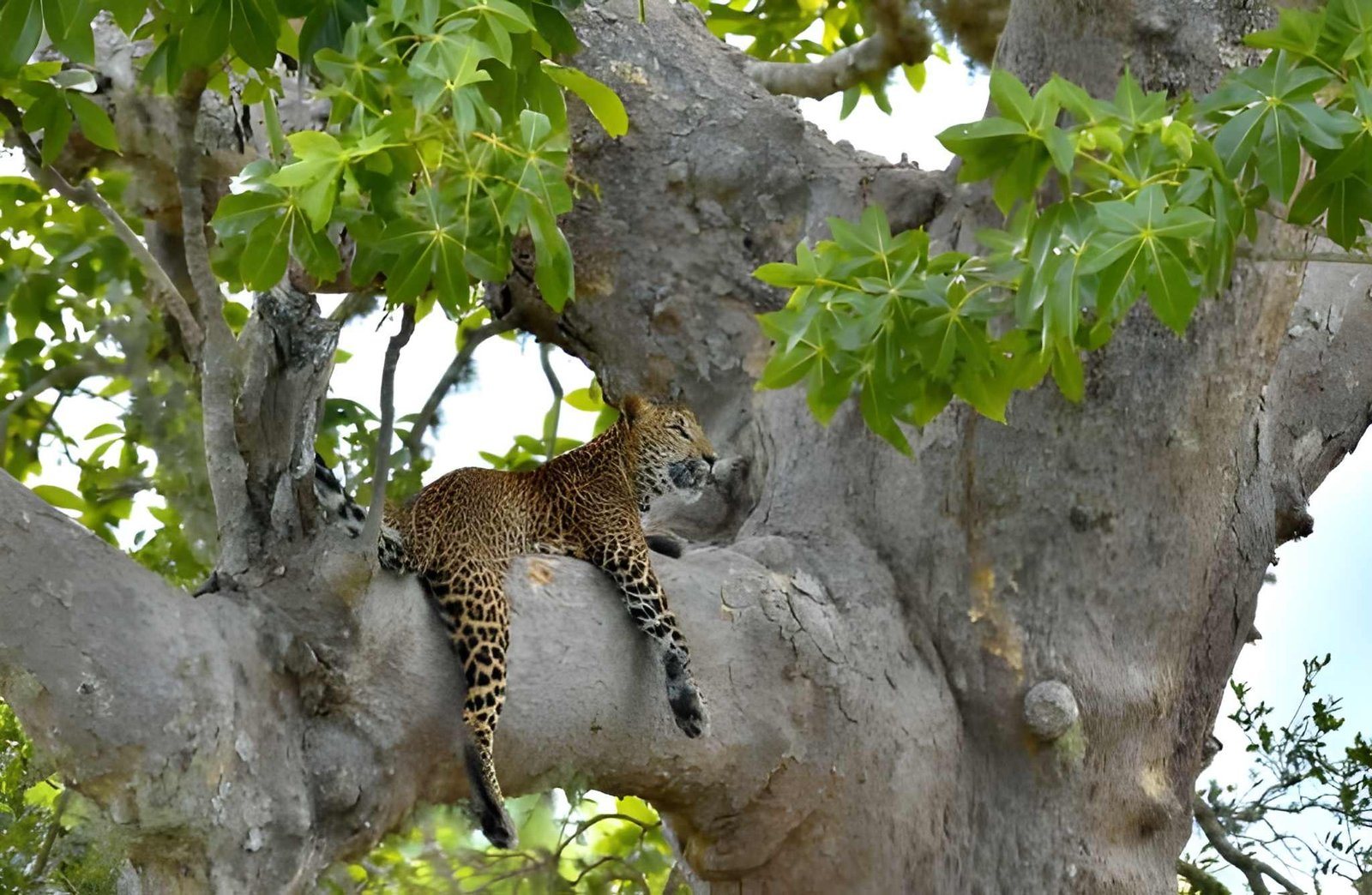 Tarangire leopard