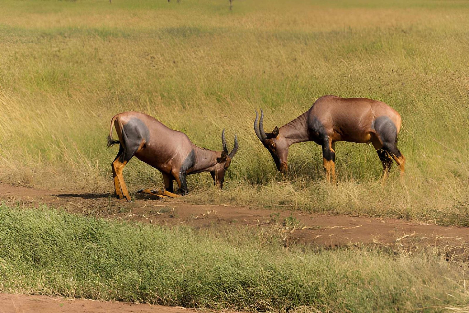 Topi serengeti
